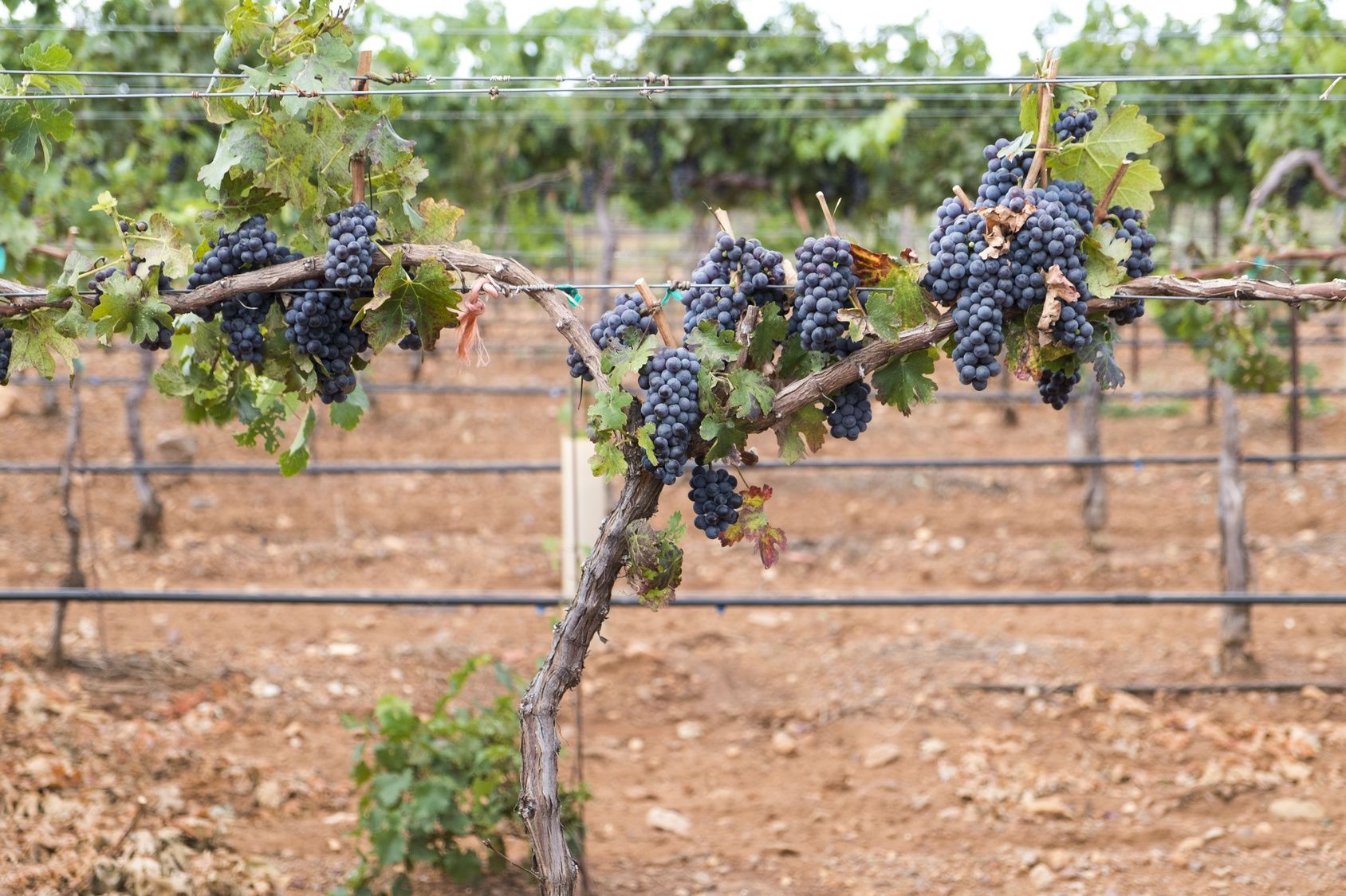 Grape vines laden with dark purple grapes in a vineyard. Brown soil, rows of vines in the background.