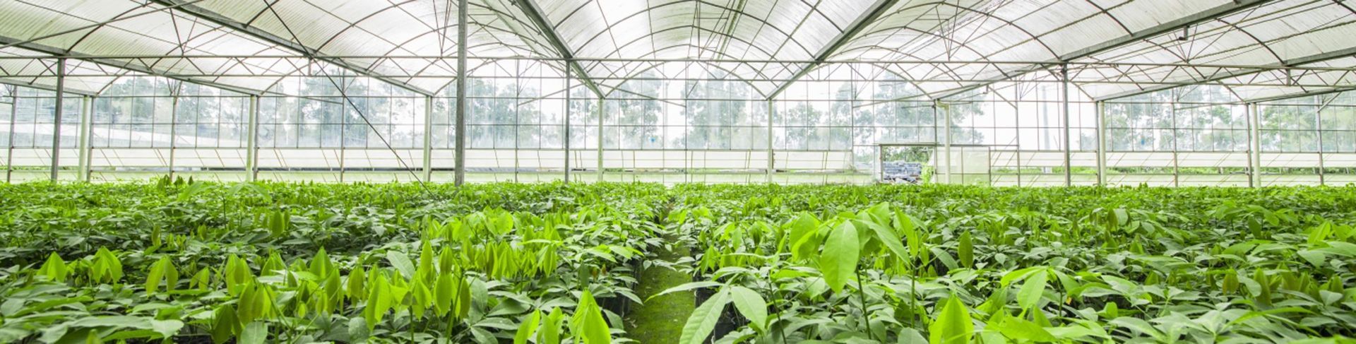 Rows of green plants thriving inside a greenhouse.