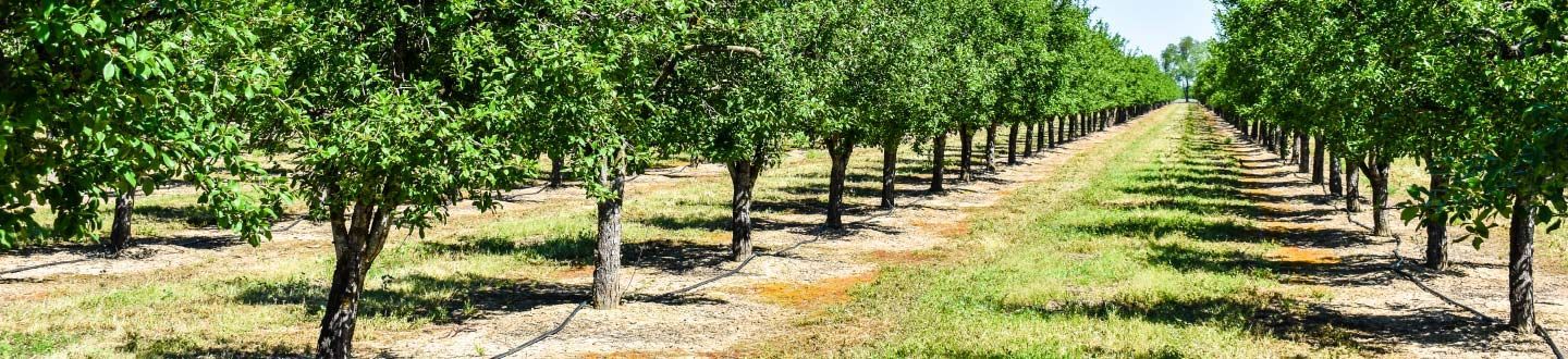Rows of green fruit trees in an orchard on a sunny day.