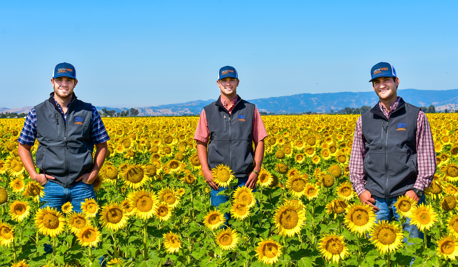 Three men in baseball caps and vests stand in a sunflower field.