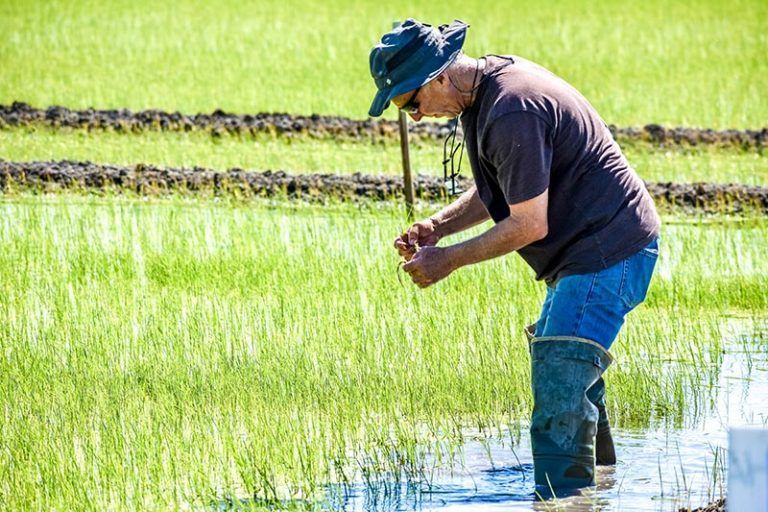 Man in blue jeans and boots inspecting rice plants in a flooded field.