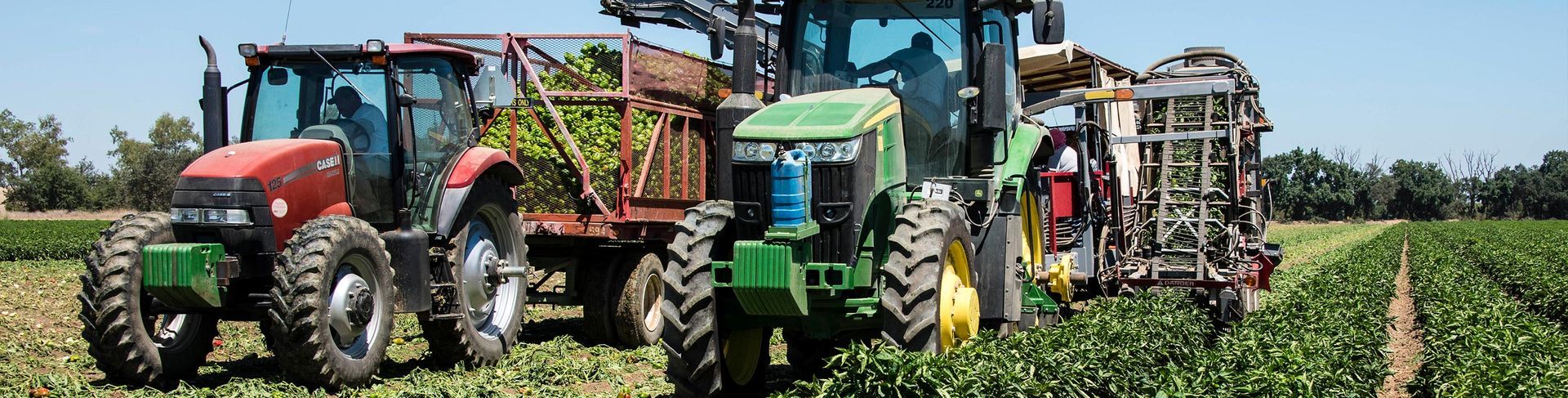 Tractors harvesting a field of crops under a blue sky.