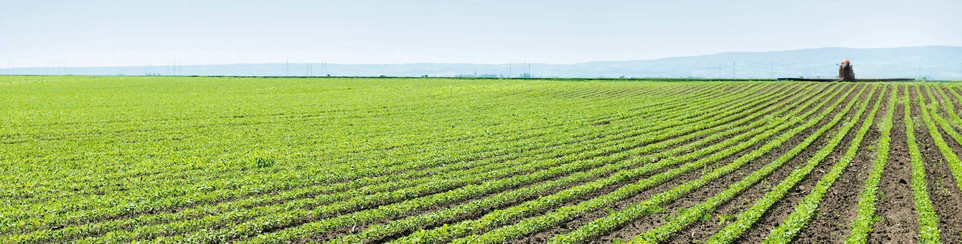 Green rows of crops stretch across a field. A small structure sits in the distant background under a cloudy sky.