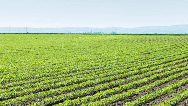 Growing Together – Spring 2020