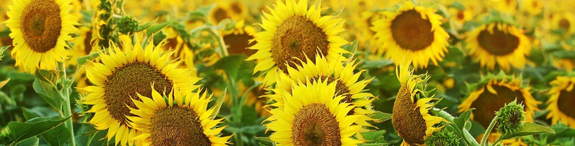 Field of bright yellow sunflowers in bloom.
