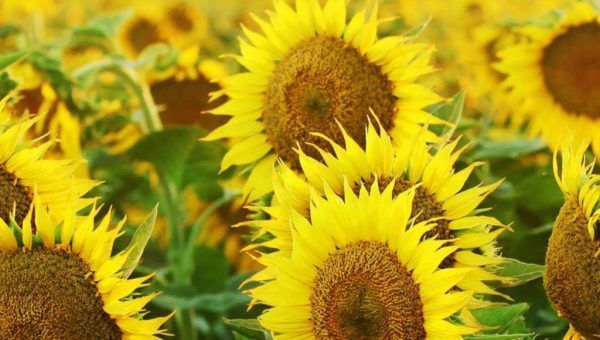 Growing Together – Summer 2019