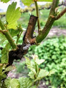 Grape vine branch with cut end, showing white fuzz and new leaves growing. Green background.