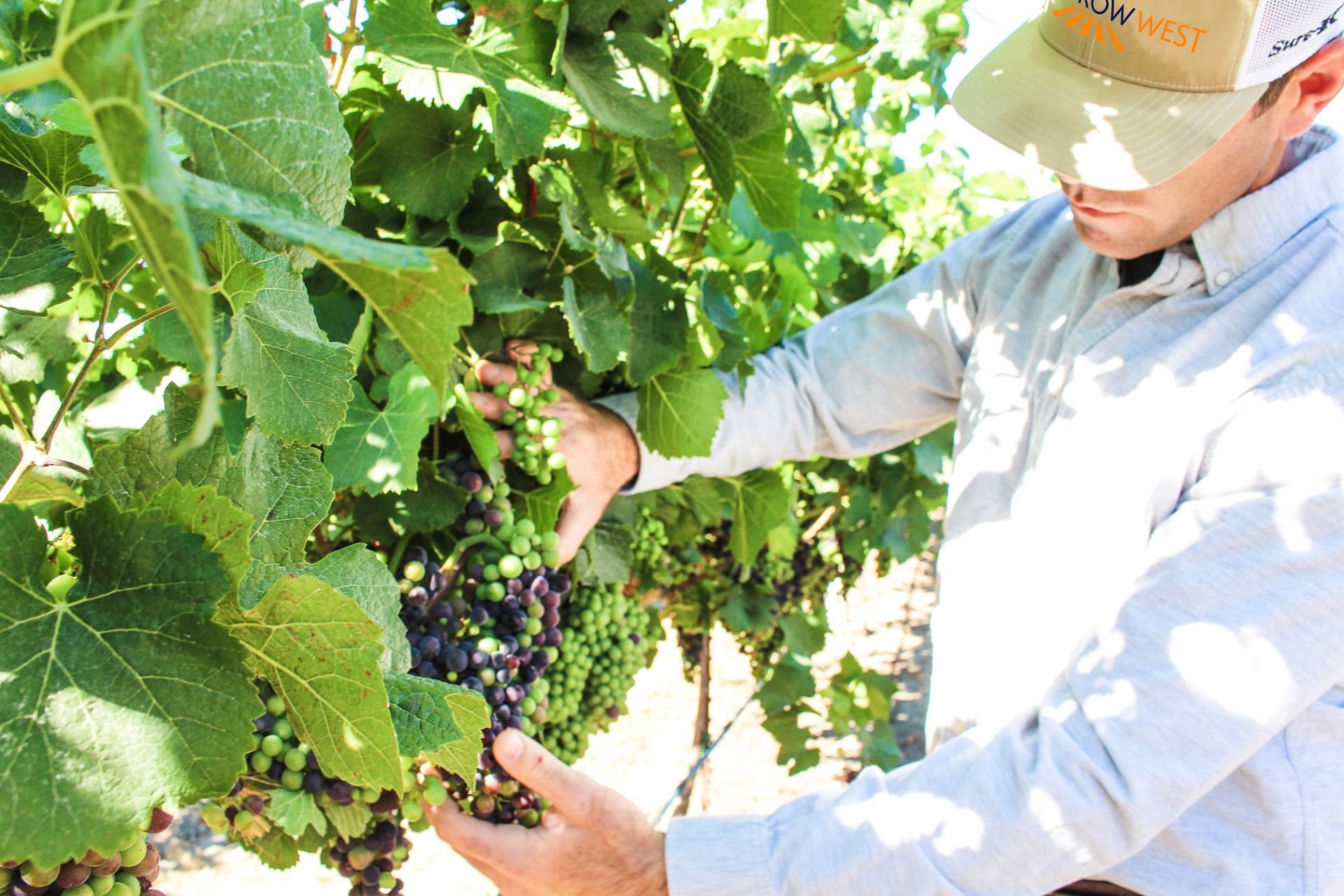 Person inspecting grapes on a vine; green leaves and unripe grapes with some turning purple in a vineyard.
