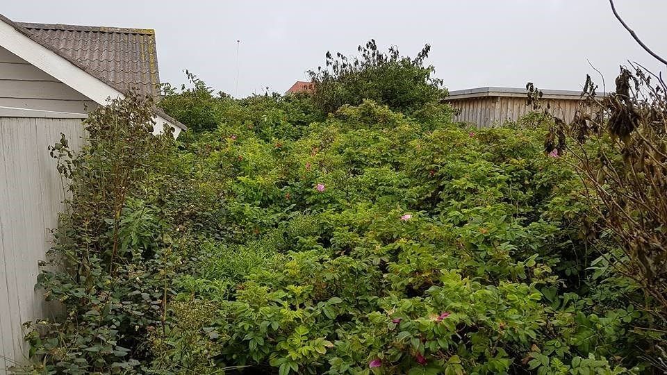 Et hvidt hus er omgivet af masser af træer og buske.