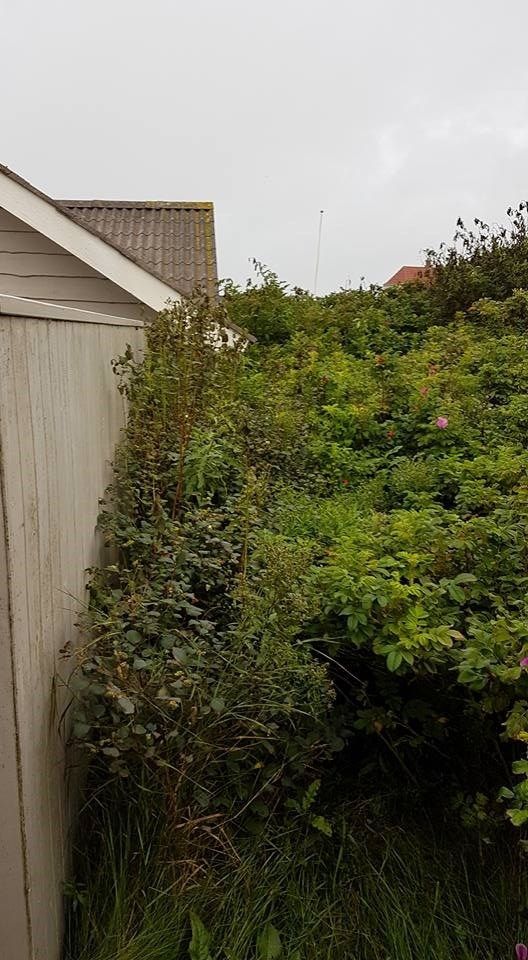 Et hegn med en masse planter, der vokser på ved siden af et hus.