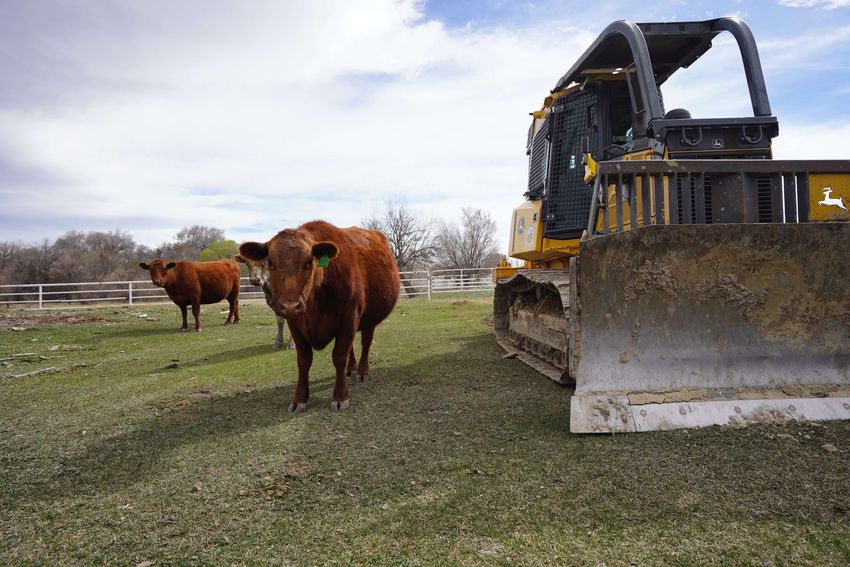 Two brown cows stand in a grassy field next to a large yellow Able Excavation bulldozer on a bright, cloudy day in Montrose, CO. 