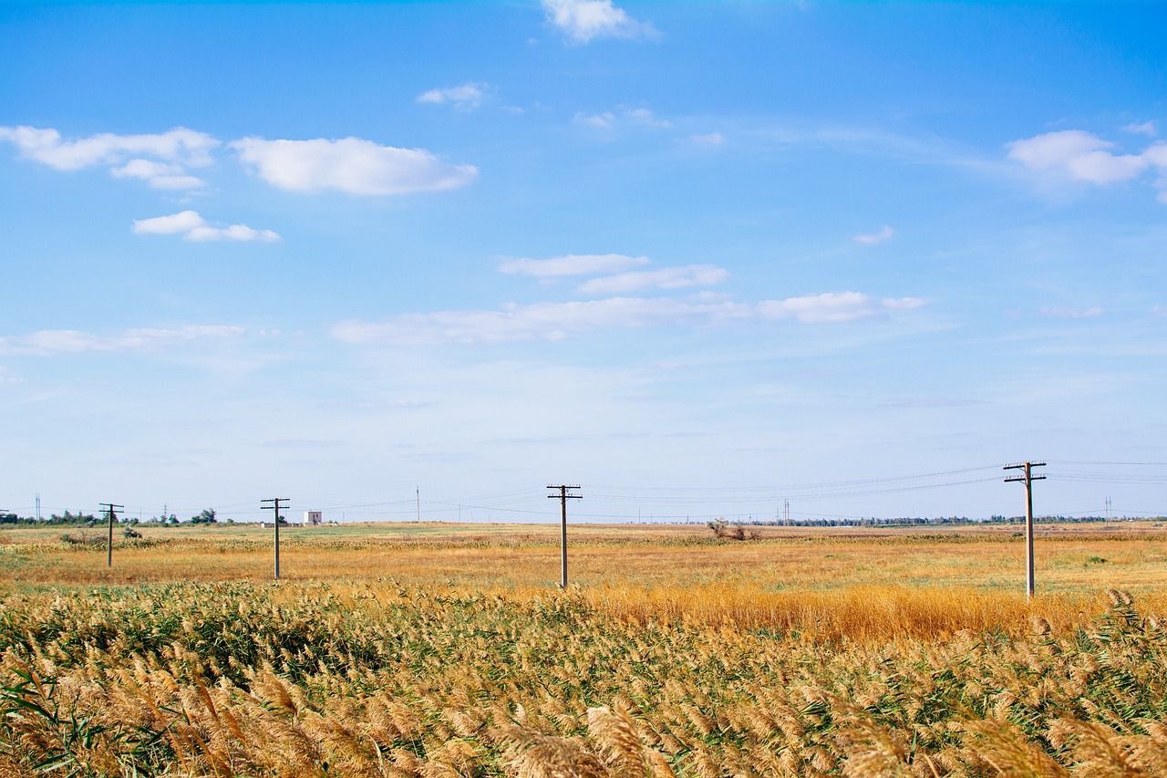 Un campo de maíz con postes de teléfono en primer plano y un cielo azul al fondo.