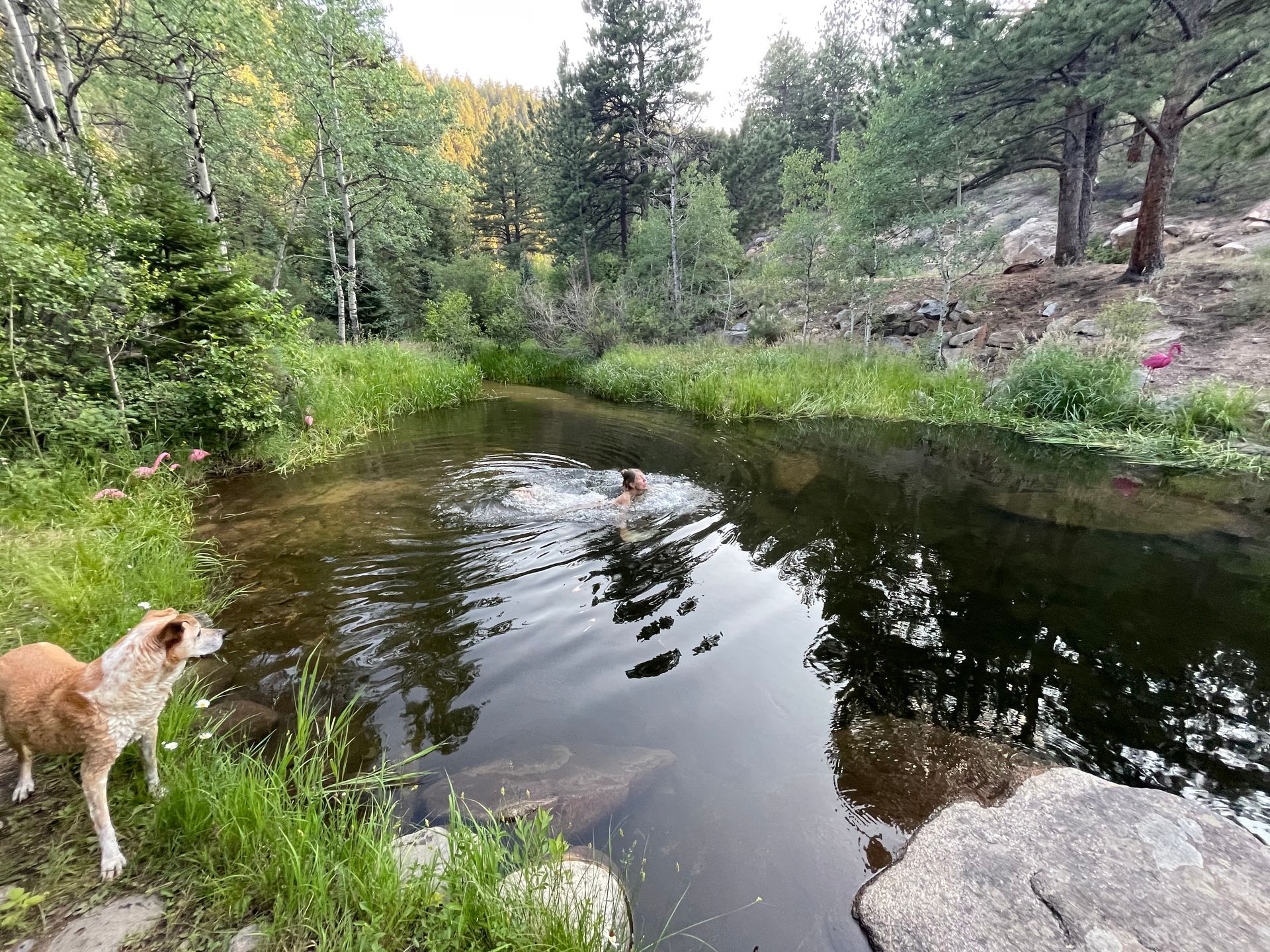 A person swims in a pond surrounded by trees and greenery; a dog stands nearby.