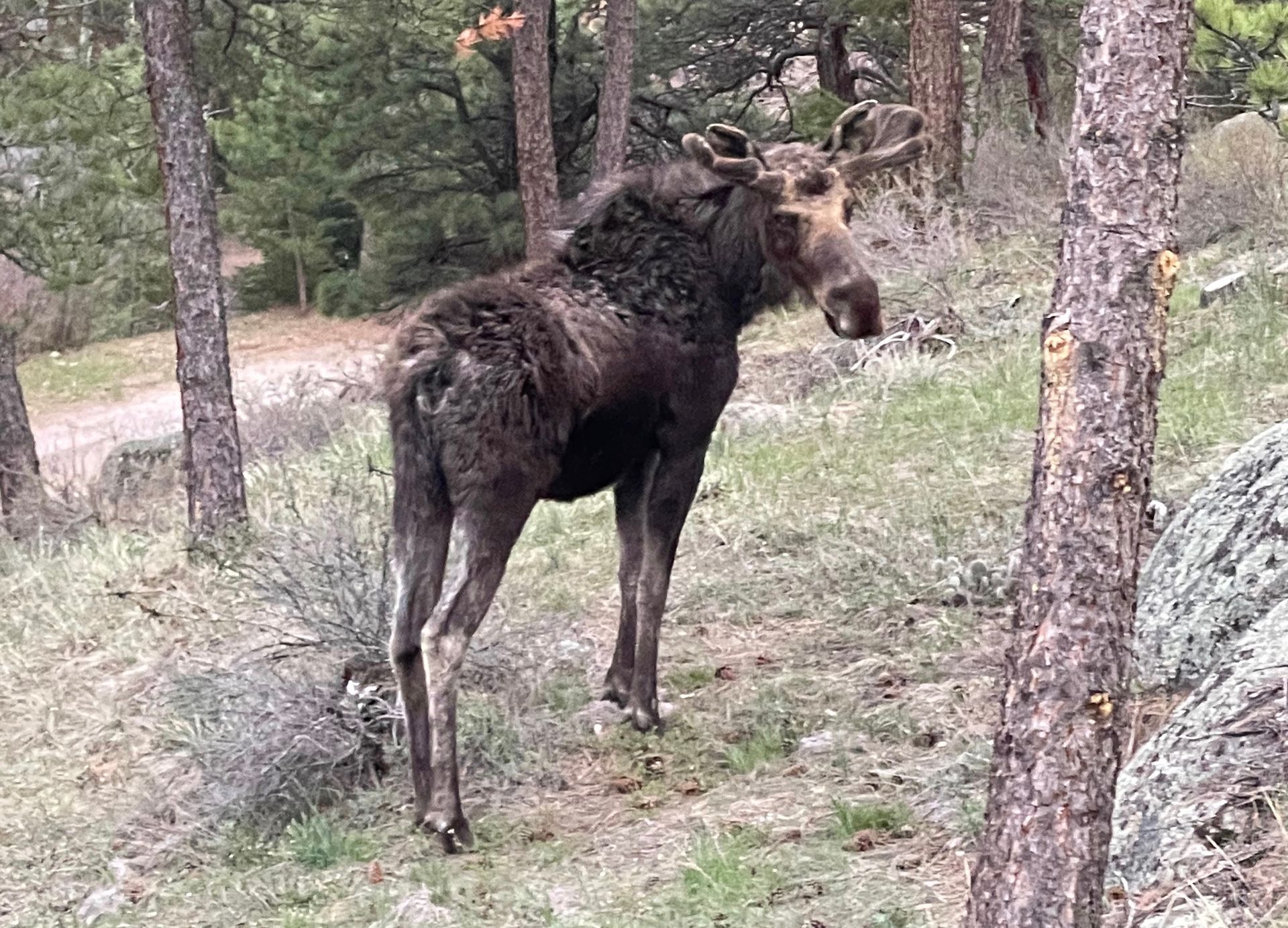 Moose standing in a forest clearing, looking toward the viewer. Brown fur, antlers, trees.