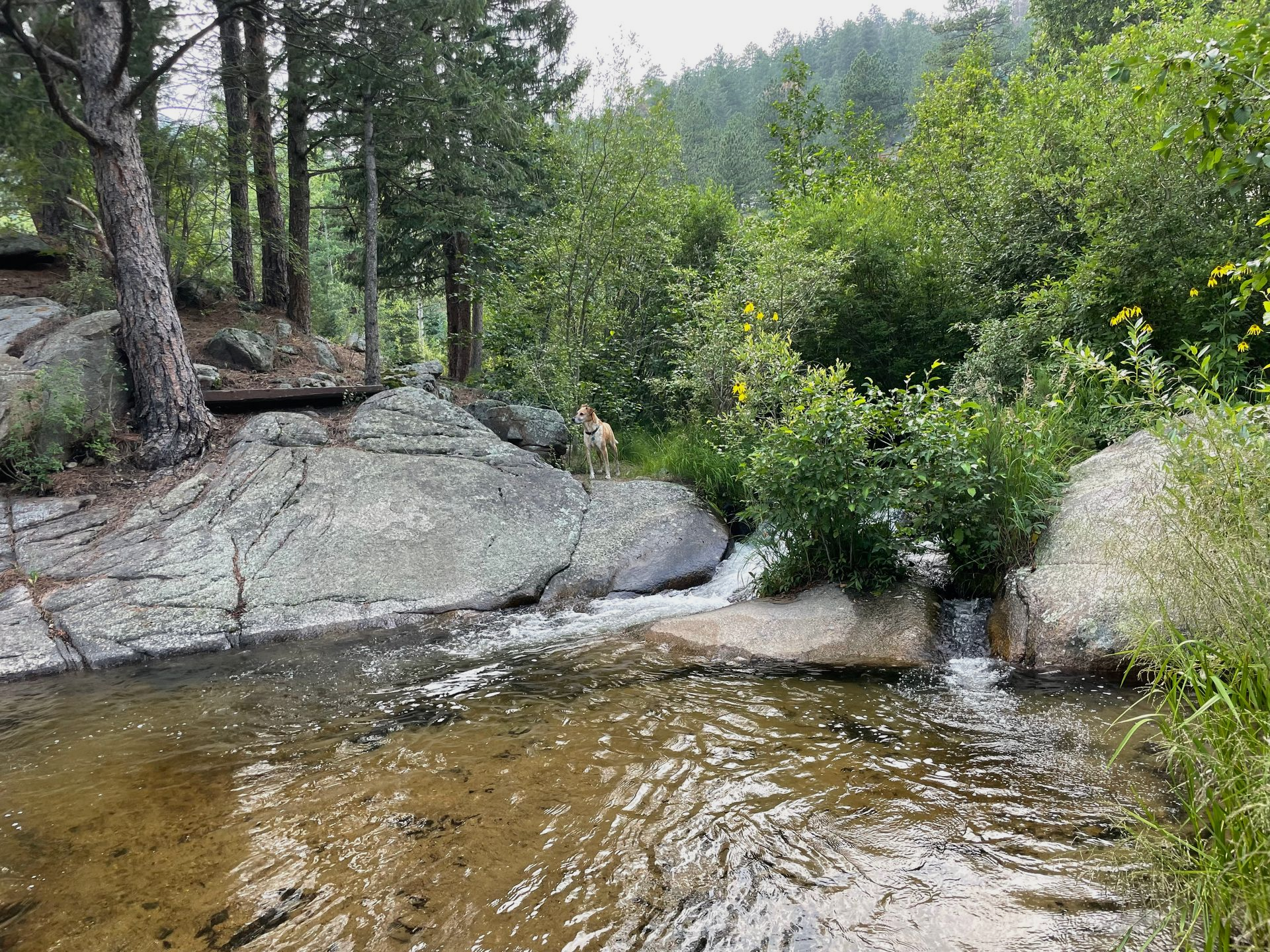 A small stream flows over rocks surrounded by green trees and foliage in a forest.