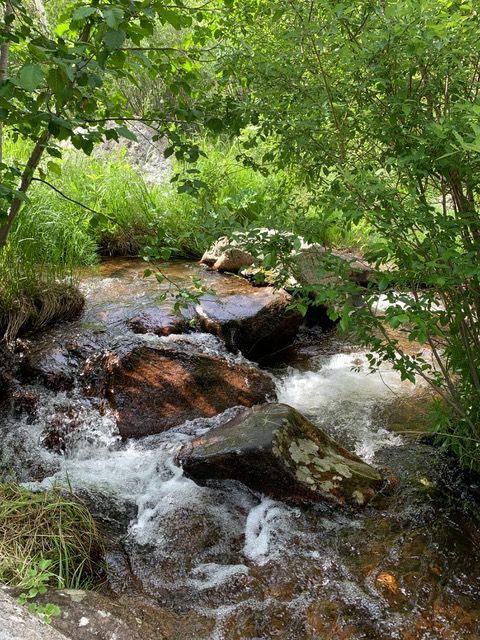 A clear stream flows over rocks in a shaded, green forest.