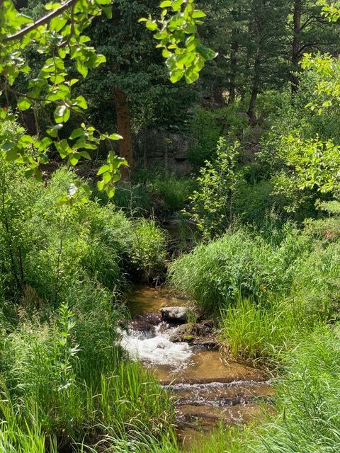 A small stream flows through a lush green forest, sunlight dappling the foliage.