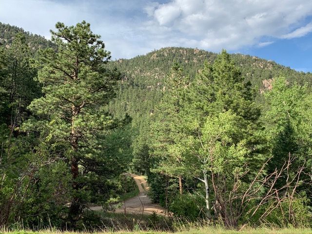 Dirt road winding through a lush green forest, leading towards a mountain under a partly cloudy sky.