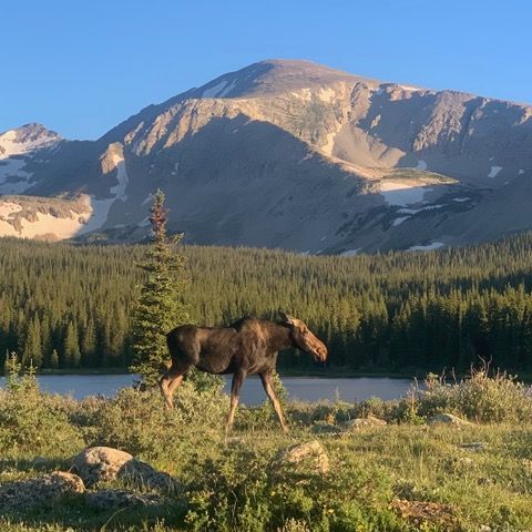 Gravel path winds through a lush forest of green trees and vibrant vegetation.