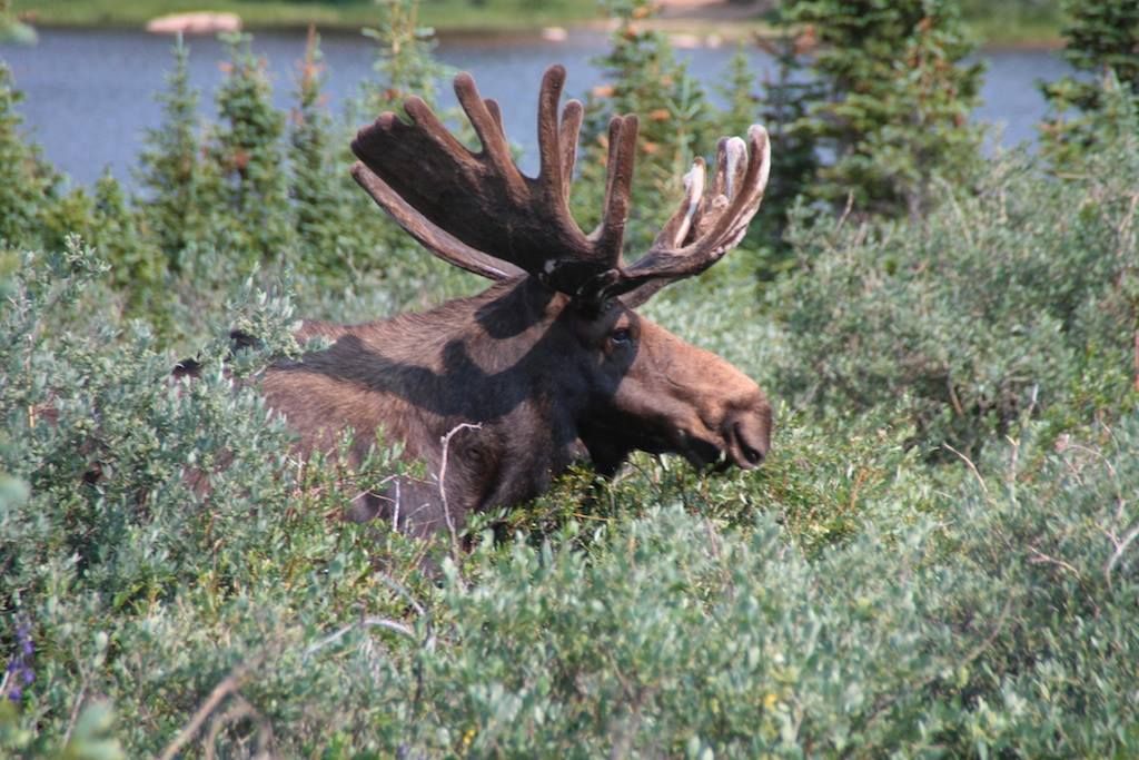 Moose with large antlers, resting in green brush, water and trees in the background.