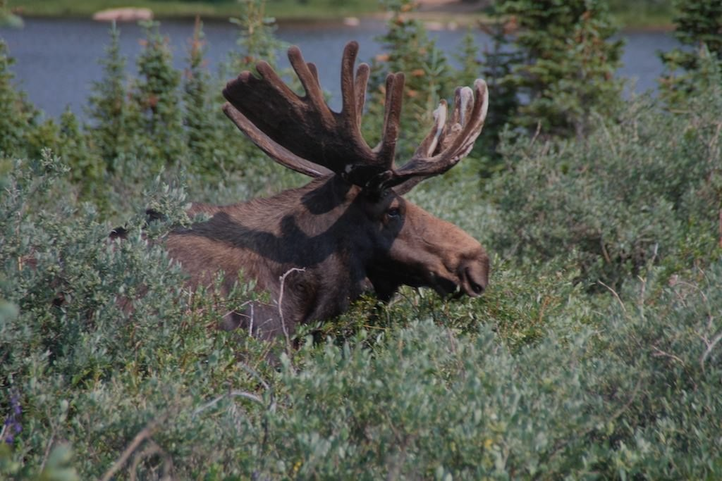 Moose with large antlers rests in dense green brush. Water and trees visible in background.