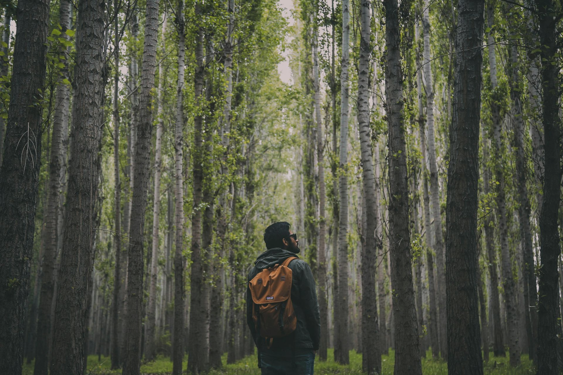 Person with backpack stands among tall trees, looking upward. Lush green foliage above.