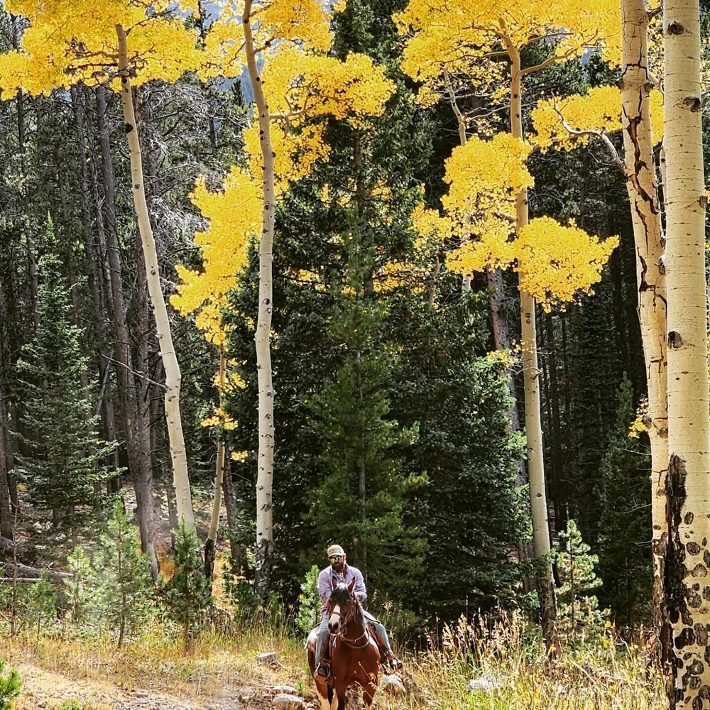 A person rides a brown horse on a forest trail with yellow aspen trees.