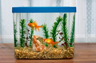 fish and pet supplies