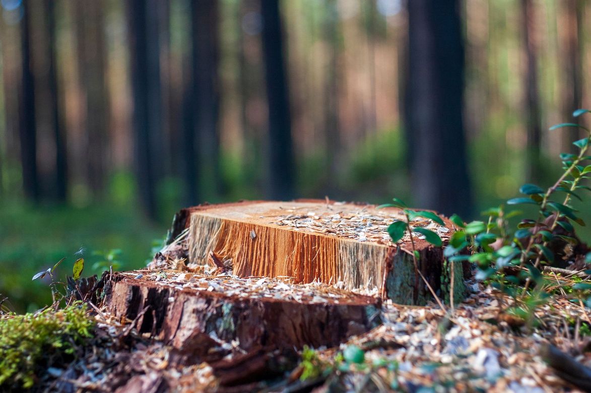 Tree Issue in North Haven & Hamden, CT