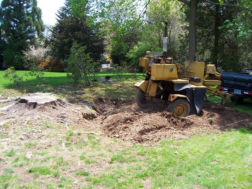 Tree Problems in North Haven & Hamden, CT