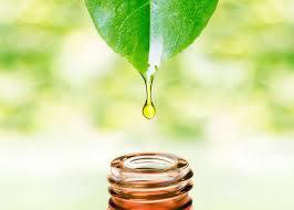 Foglia verde che gocciola olio dorato in una bottiglia di vetro marrone. Sfondo sfocato.