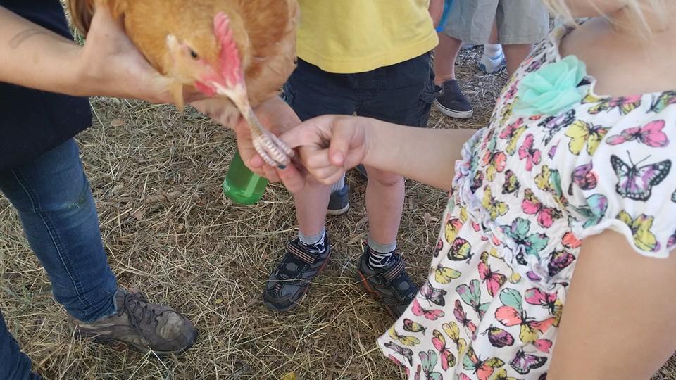 A group of children are holding a chicken in their hands.