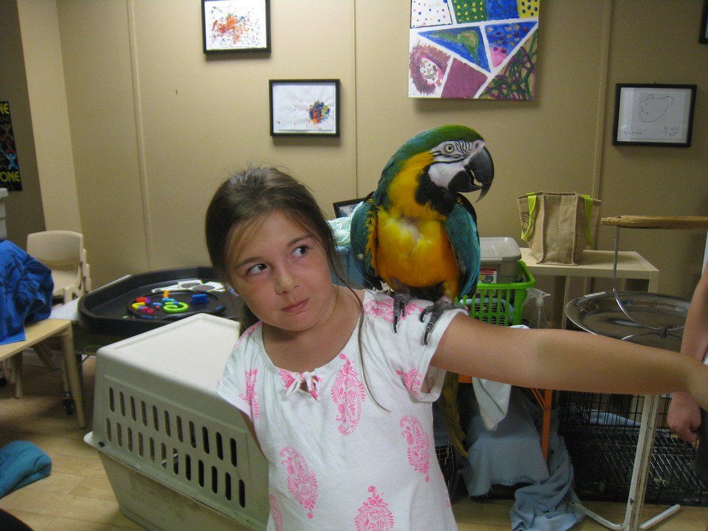 A little girl is holding a parrot on her shoulder in a cage.