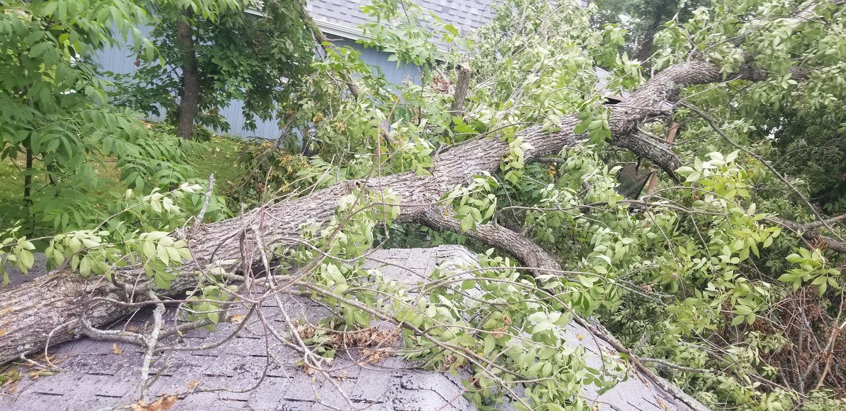 Burnett Land & Tree Services - Tree Removal Webster, WI