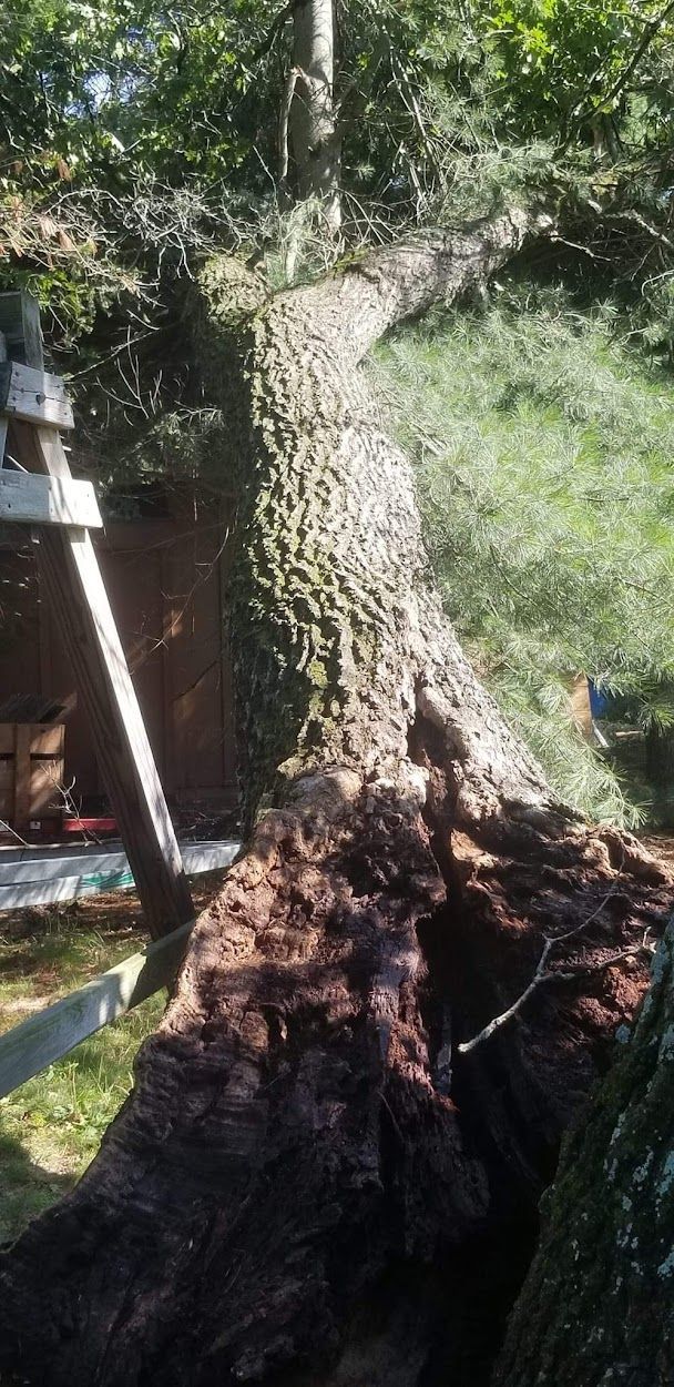 Emergency Tree Removal Burnett County, WI