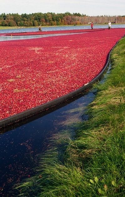 Cranberries Are Being Harvested In A Large Body Of Water - Chicago, IL - Fast Track Physio