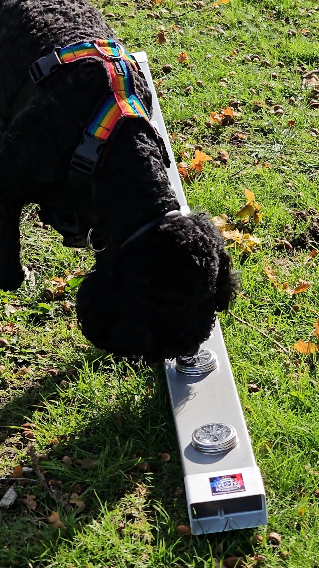 Scent Work Taster Workshop