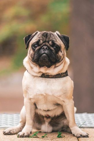 a pug dog is sitting on the ground and looking at the camera .