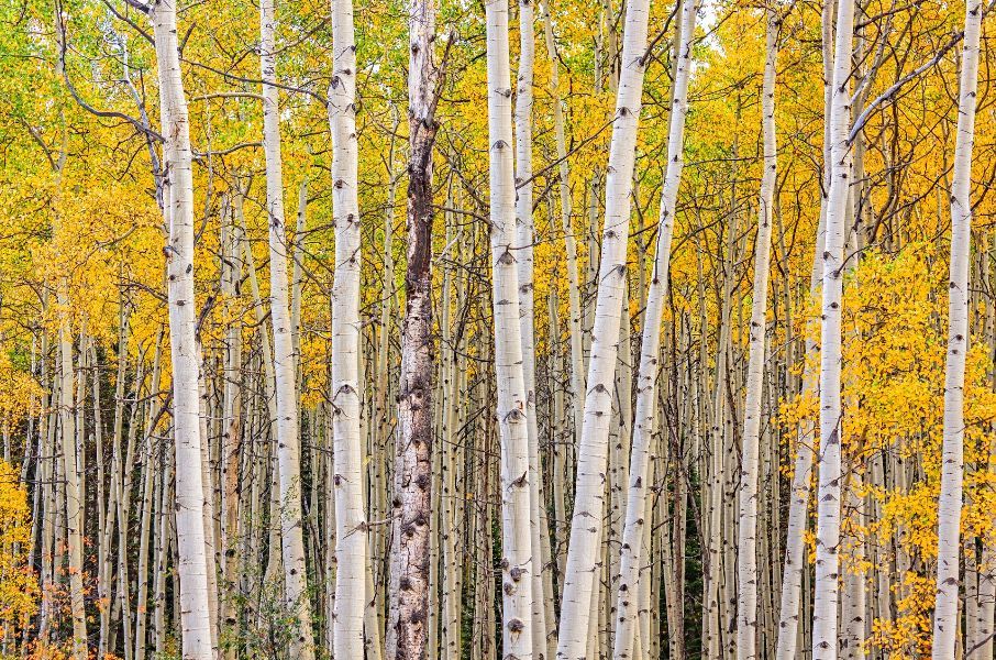A forest of aspen trees with yellow leaves in autumn