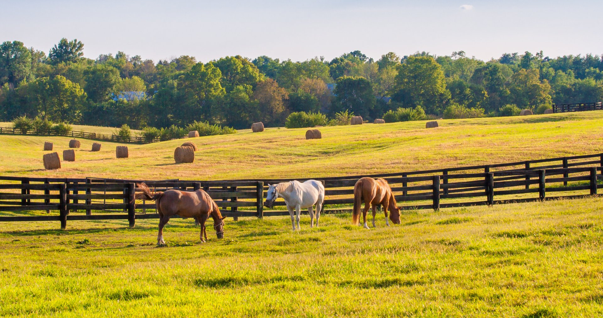 Horses at horse farm at golden hour. Country summer landscape.