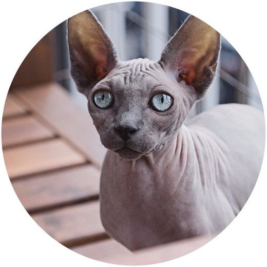 cat enclosures central coast