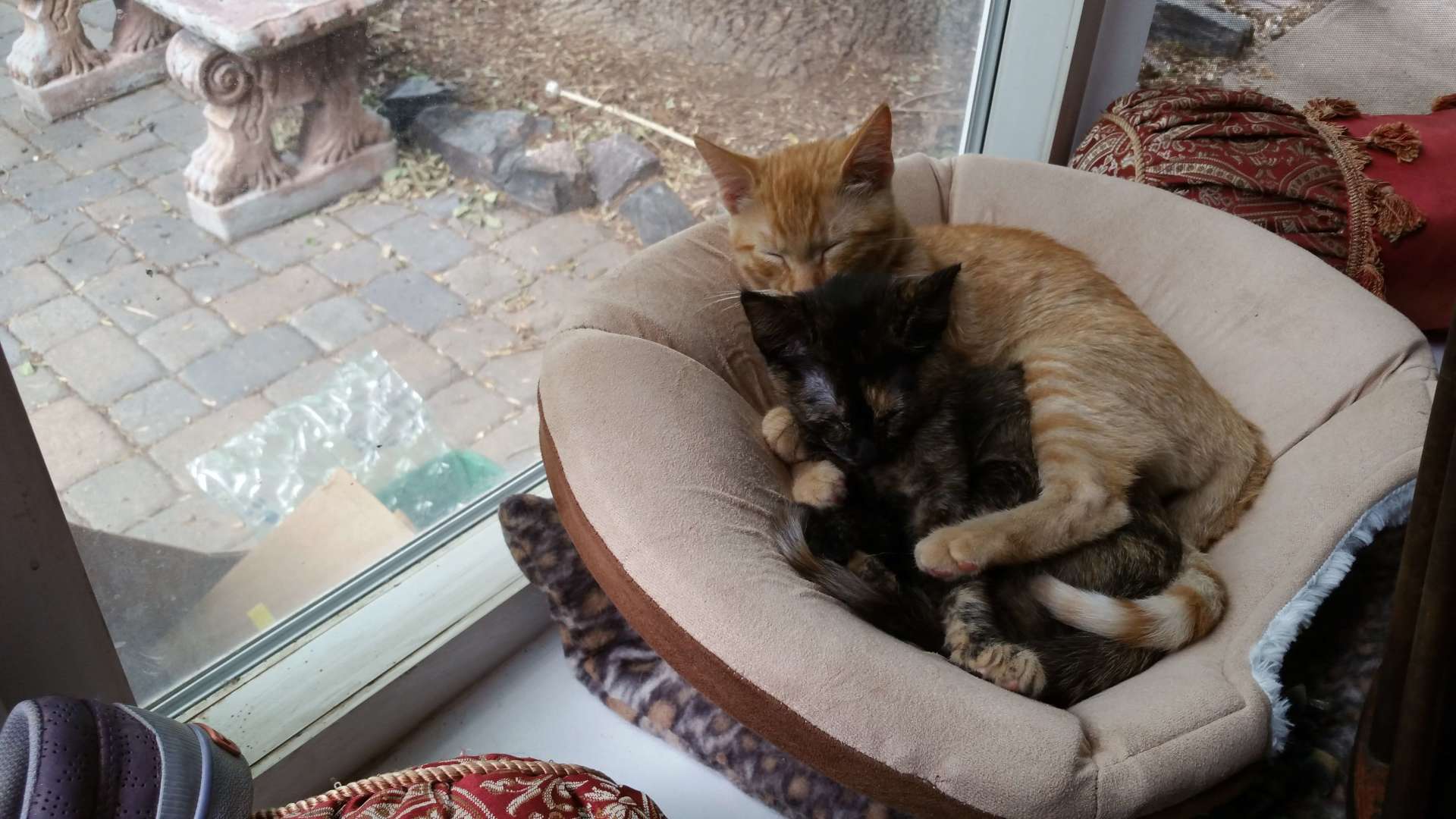 sleeping kittens - house call in Windsor, CO