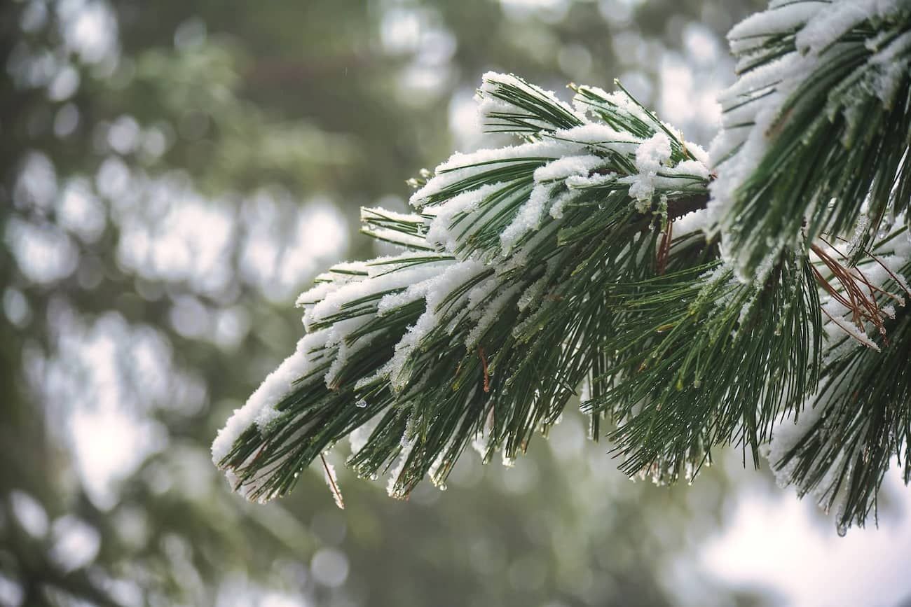 Winter Snow Covered Pine Trees