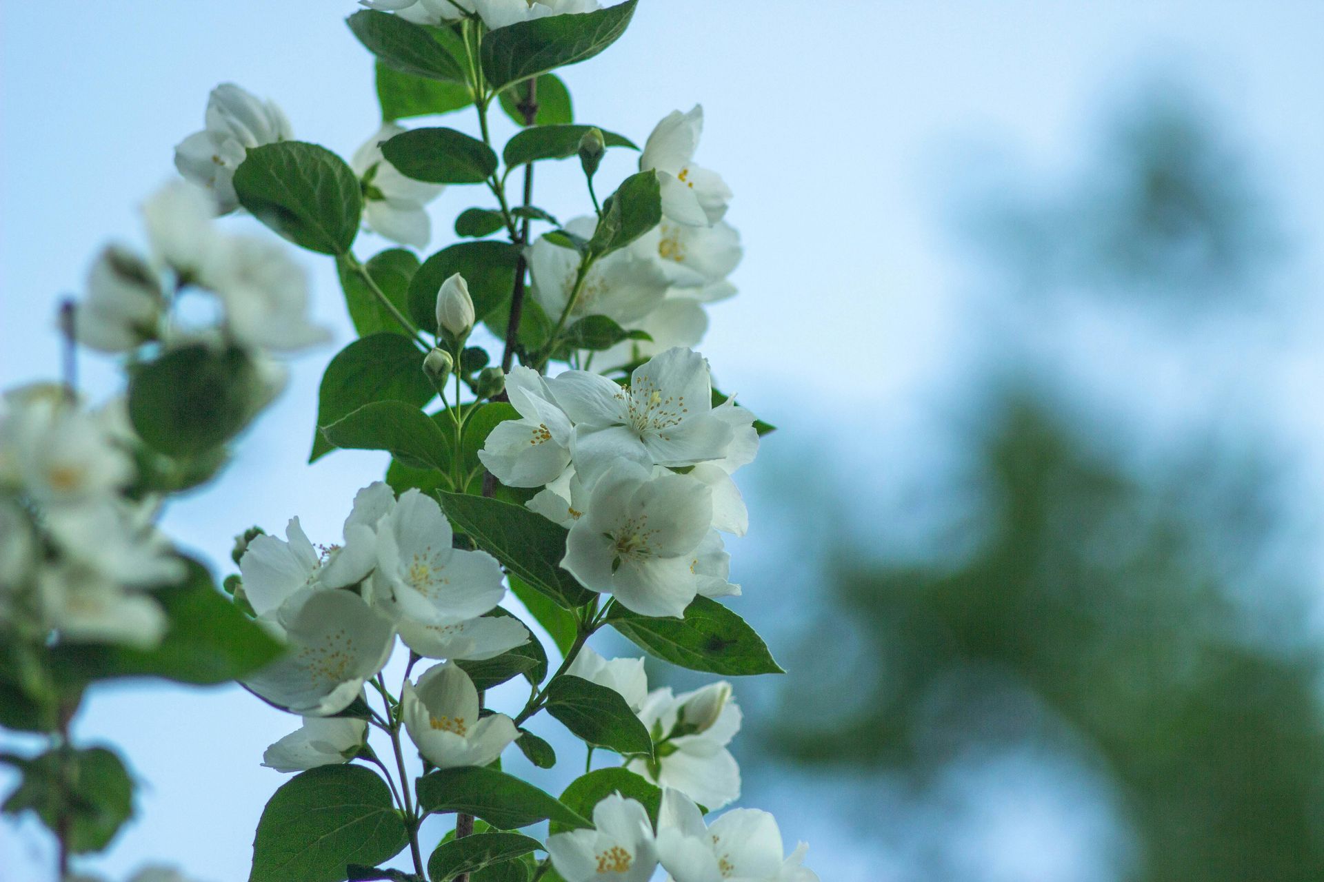 Hotel du Cap Signature scent duplication Jasmine Essential Oil