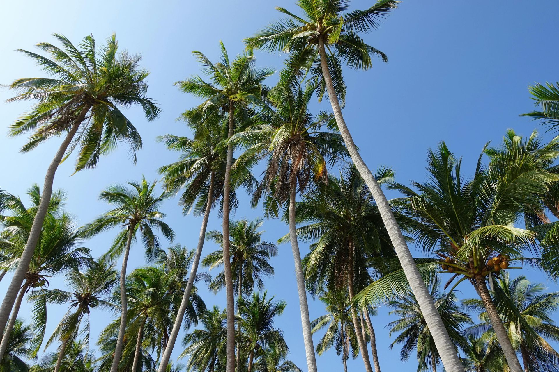 The Beverly Hill hotel scent duplication