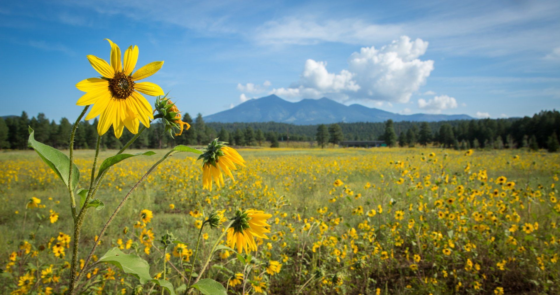 Flagstaff Named Among The Best 100 Places to Live