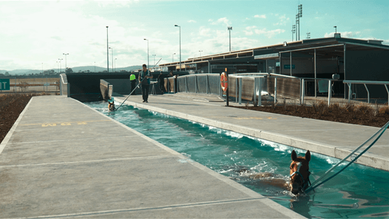 Equine Pool — Custom commercial, residential & equine pools in Berrimah, NT