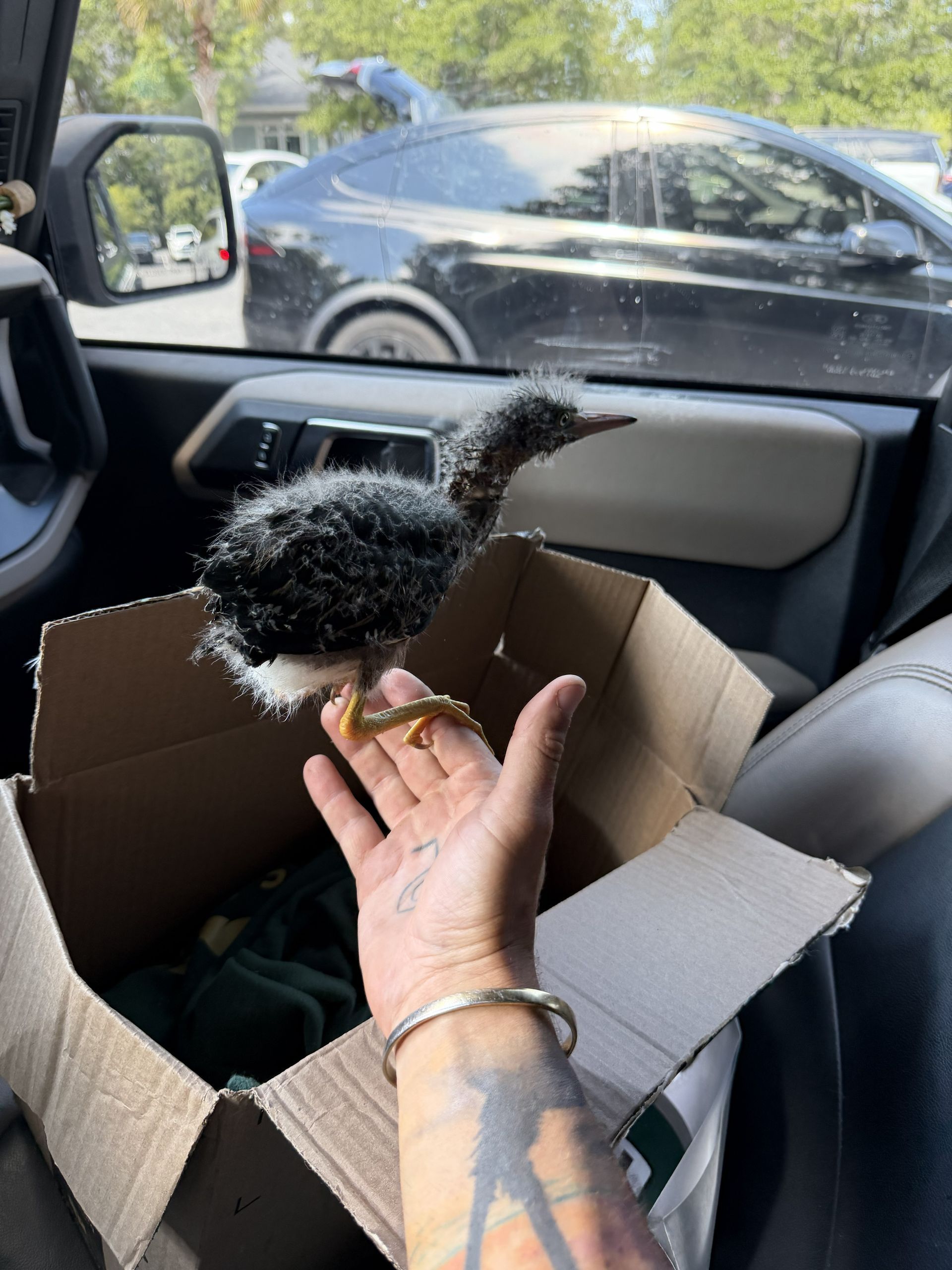 Raccoon on a shingled roof near a vent, with debris around a damaged section of gutter