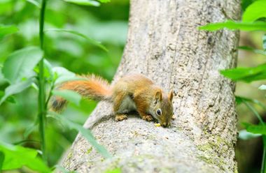 Squirrel climbing a tree trunk in a green forest.