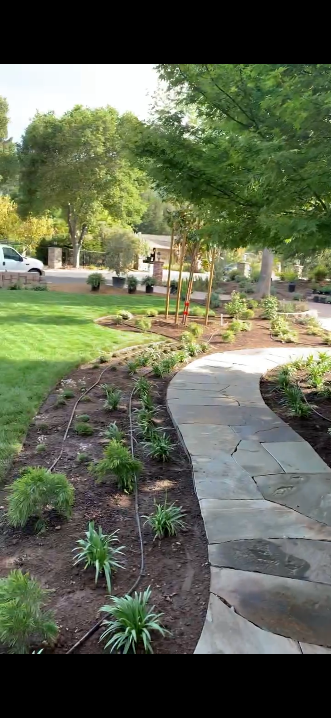 A stone path curves through a garden bed with newly planted greenery, under a large tree.
